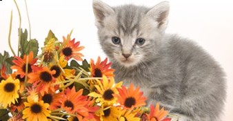 Forgiveness Forgiveness